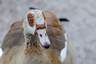 Close-up of a bird