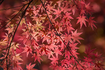 Close-up of maple tree