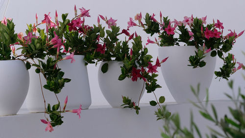 Close-up of white flowering plants