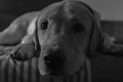 Close-up portrait of dog relaxing