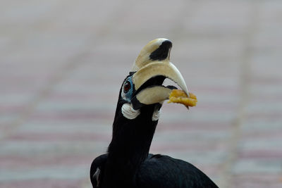 Close-up of a bird