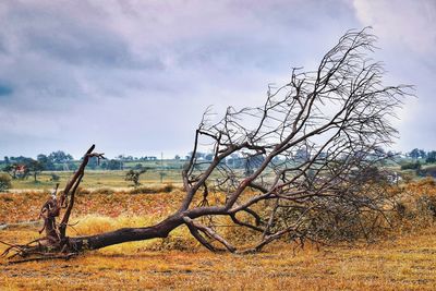Bare tree on field against sky