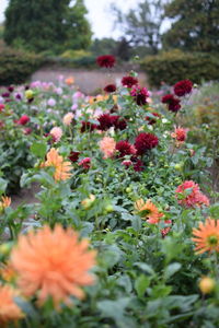 Close-up of flowering plants on field