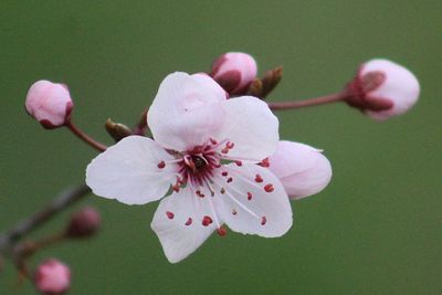 Close-up of cherry blossoms in spring