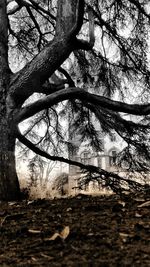 Low angle view of bare trees against sky