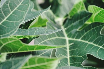 Close-up of leaves