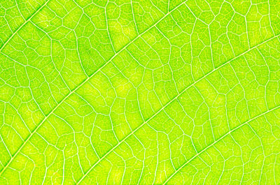 Macro shot of green leaf