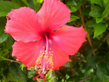 Close-up of pink hibiscus blooming outdoors