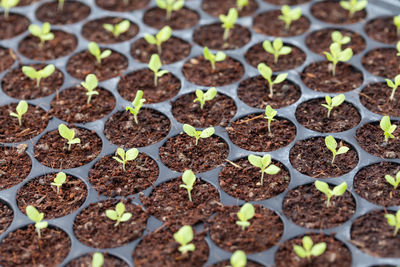 Full frame shot of potted plants