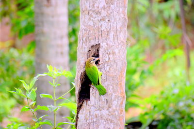 Close-up of bird perching on tree trunk