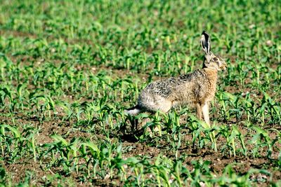 Rabbit in a field