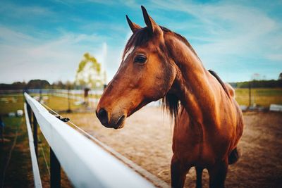 Horse standing in ranch against sky