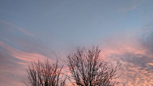 Tree against sky at sunset