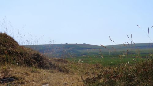 Scenic view of field against clear sky