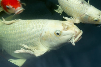 Close-up of fish swimming in sea