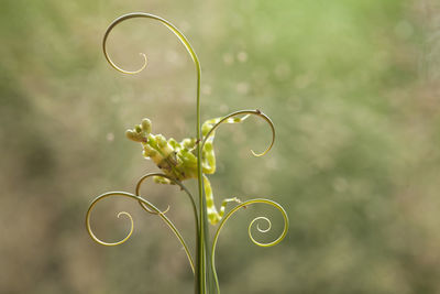 All about mantis species in borneo island