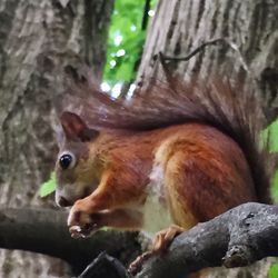 Squirrel in forest