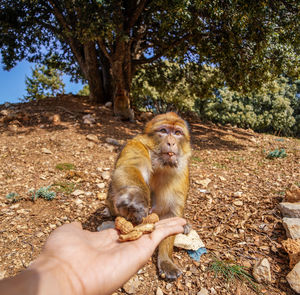 Hand holding squirrel on tree