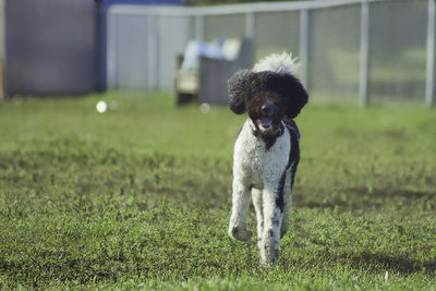 Dog running on field