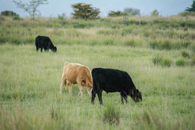 Horses grazing in a field