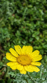 Close-up of yellow flower blooming outdoors