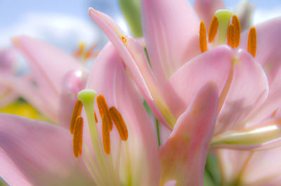 Close-up of pink lily growing outdoors