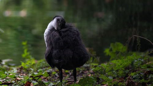 Close-up of bird on plants