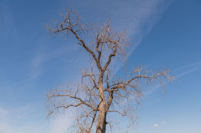 Low angle view of bare tree against blue sky