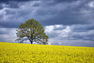Scenic view of oilseed rape field against cloudy sky