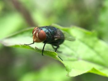 Close-up of fly on leaf