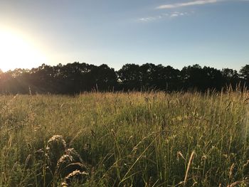 Scenic view of field against clear sky