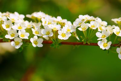 Close-up of white flowering plant