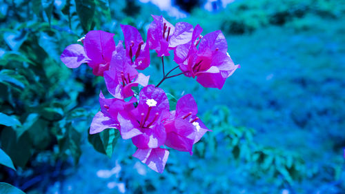 Close-up of pink flowers