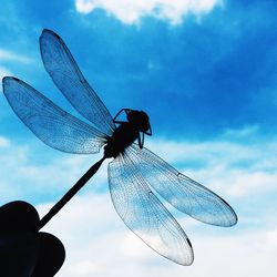 Close-up of butterfly perching on hand against sky