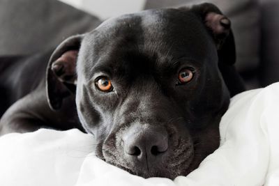 Portrait of black dog relaxing on bed at home