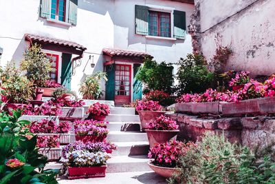 Potted plants against building