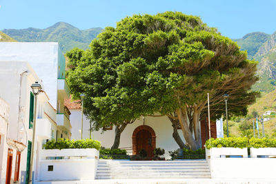 Plants by swimming pool by building against sky