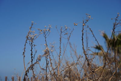 Low angle view of flowering plants against clear sky