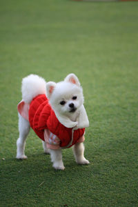 Portrait of a dog on grass