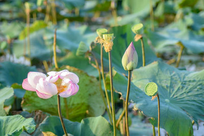 Close-up of pink lotus water lily