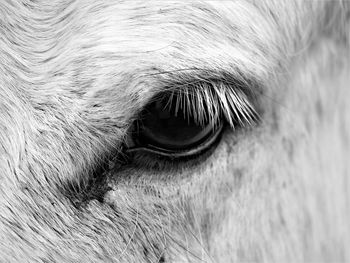 Close-up of horse eye