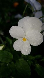 Close-up of white flowers blooming outdoors