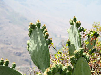 Close-up of prickly pear cactus