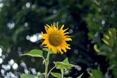 Close-up of sunflower on plant