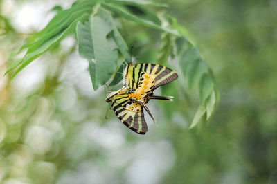 Close-up of butterfly pollinating flower