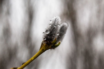 Close-up of raindrops on plant