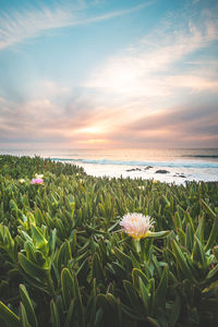 Close-up of flowering plants on field against sky during sunset