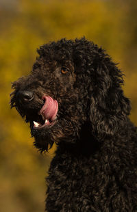 Close-up of dog during winter