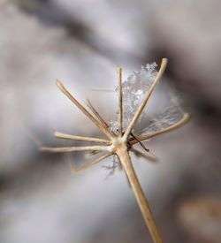 close-up