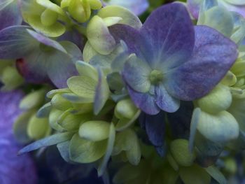 Close-up of fresh purple flowers